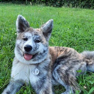 May include: A brown, white, and gray Akita Inu puppy with a silver tag that says "美幸" in Japanese. The puppy is lying on green grass and has its tongue sticking out.