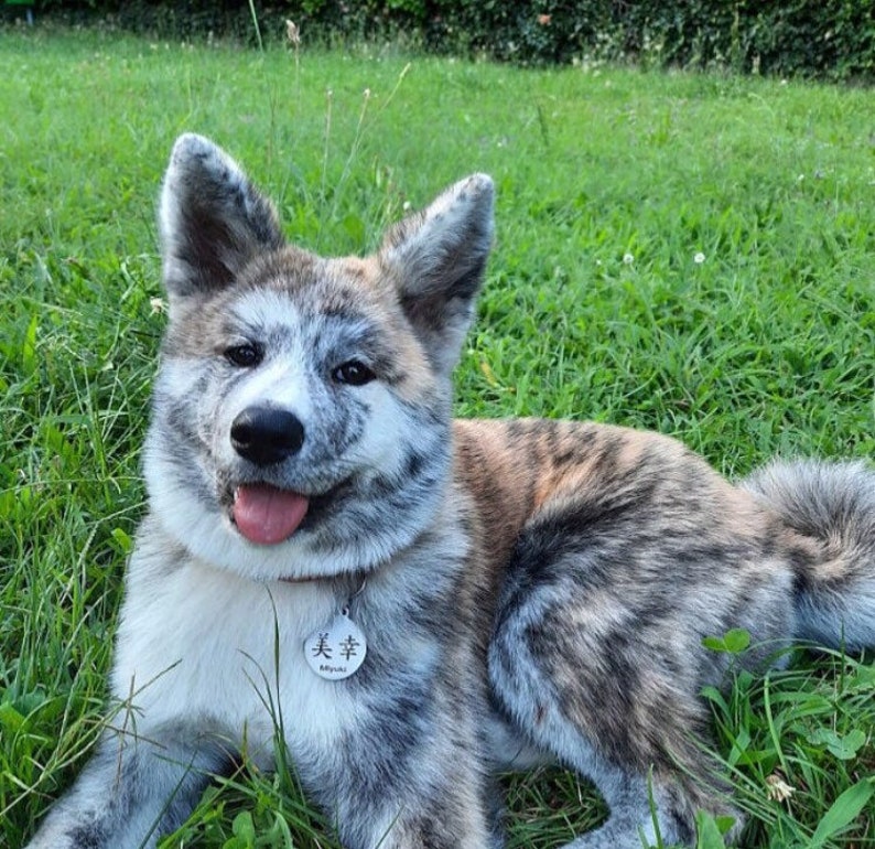 May include: A brown, white, and gray Akita Inu puppy with a silver tag that says "美幸" in Japanese. The puppy is lying on green grass and has its tongue sticking out.