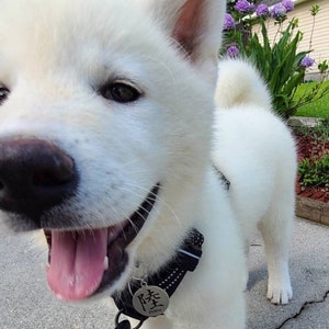May include: A white Akita puppy with a black nose and pink tongue is wearing a black collar with a silver tag that says "Fuku" in Japanese characters. The puppy is looking at the camera with a happy expression.