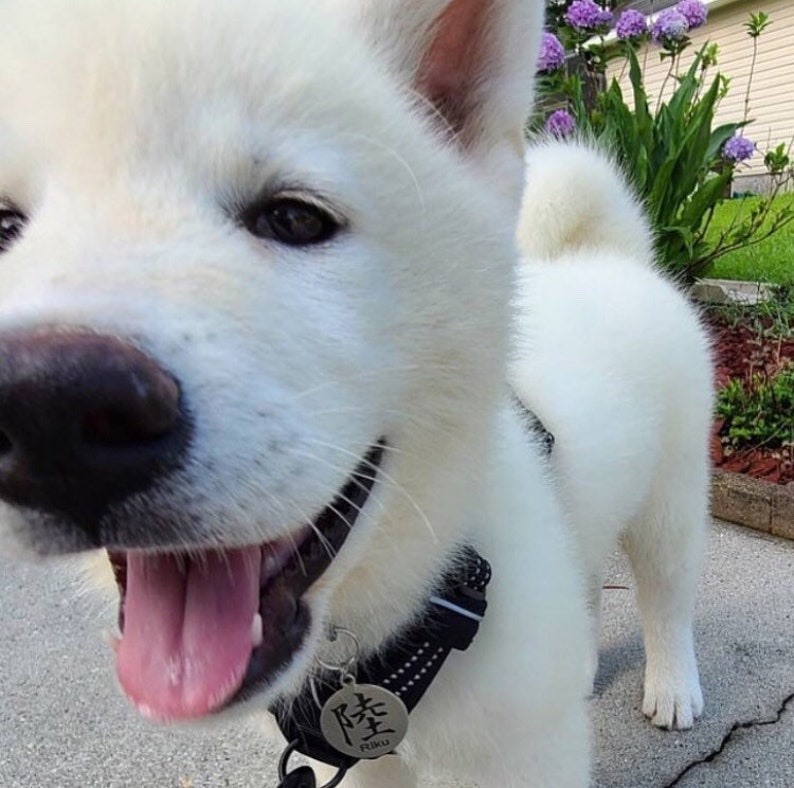 May include: A white Akita puppy with a black nose and pink tongue is wearing a black collar with a silver tag that says "Fuku" in Japanese characters. The puppy is looking at the camera with a happy expression.