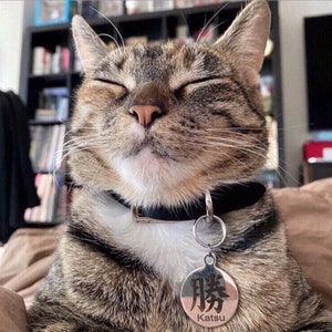 May include: A tabby cat with closed eyes, wearing a black collar with a silver tag that reads "勝" and "Katsu".