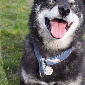 May include: A black and white Shiba Inu dog with a blue and white patterned collar and a tag that says "サヤこ" in Japanese. The dog is smiling with its tongue out.