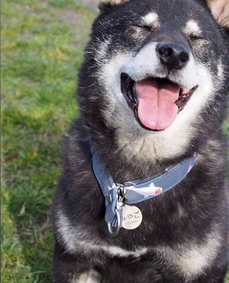 May include: A black and white Shiba Inu dog with a blue and white patterned collar and a tag that says "サヤこ" in Japanese. The dog is smiling with its tongue out.