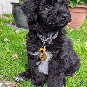 May include: A black and white puppy with a bone-shaped tag that says "Kuro" in Japanese characters. The puppy is wearing a blue and white patterned collar and is sitting on green grass.