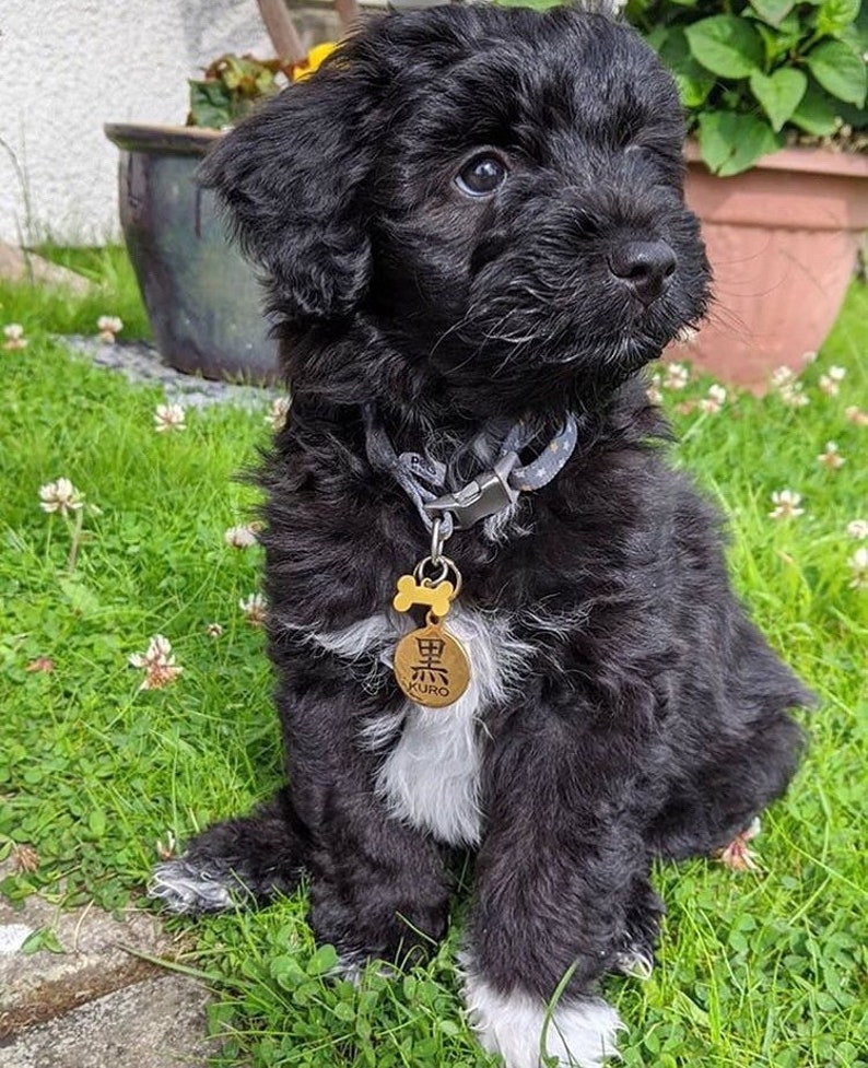 May include: A black and white puppy with a bone-shaped tag that says "Kuro" in Japanese characters. The puppy is wearing a blue and white patterned collar and is sitting on green grass.