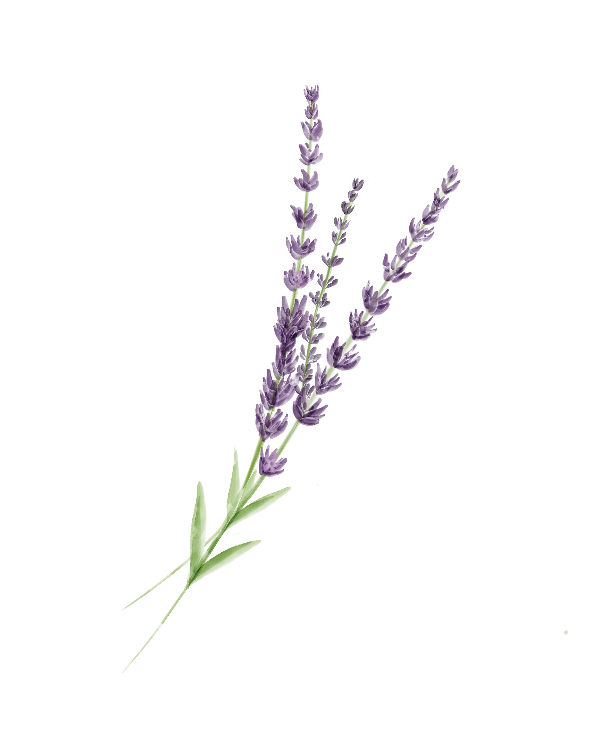 Printable Digital Art Download / Lavender / Flower / - Etsy