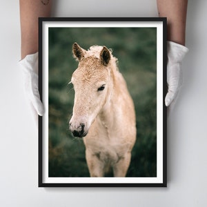 Modern Farmhouse Master Bedroom Wall Decor - Icelandic Horse Photography Print
