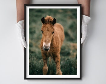 Nursery Wall Art - Icelandic Horse Photography Print