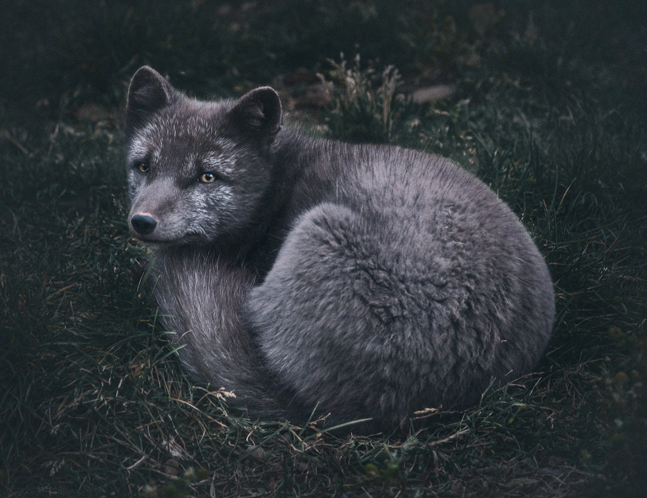 Gray Arctic Fox Print, Scandinavian Fine Art Photography Print
