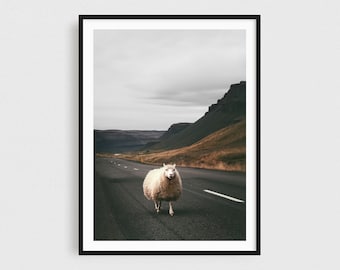 Scandinavian Sheep Print, Farmhouse Decor, Rustic Wall Decor, Sheep Wall Art, Animal Prints, Nature Photography Prints, Iceland Print