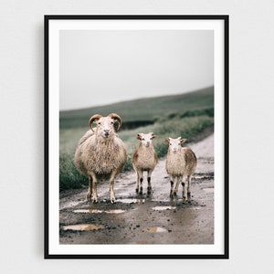 Modern Farmhouse Extra Large Wall Art - Icelandic Sheep Fine Art Print