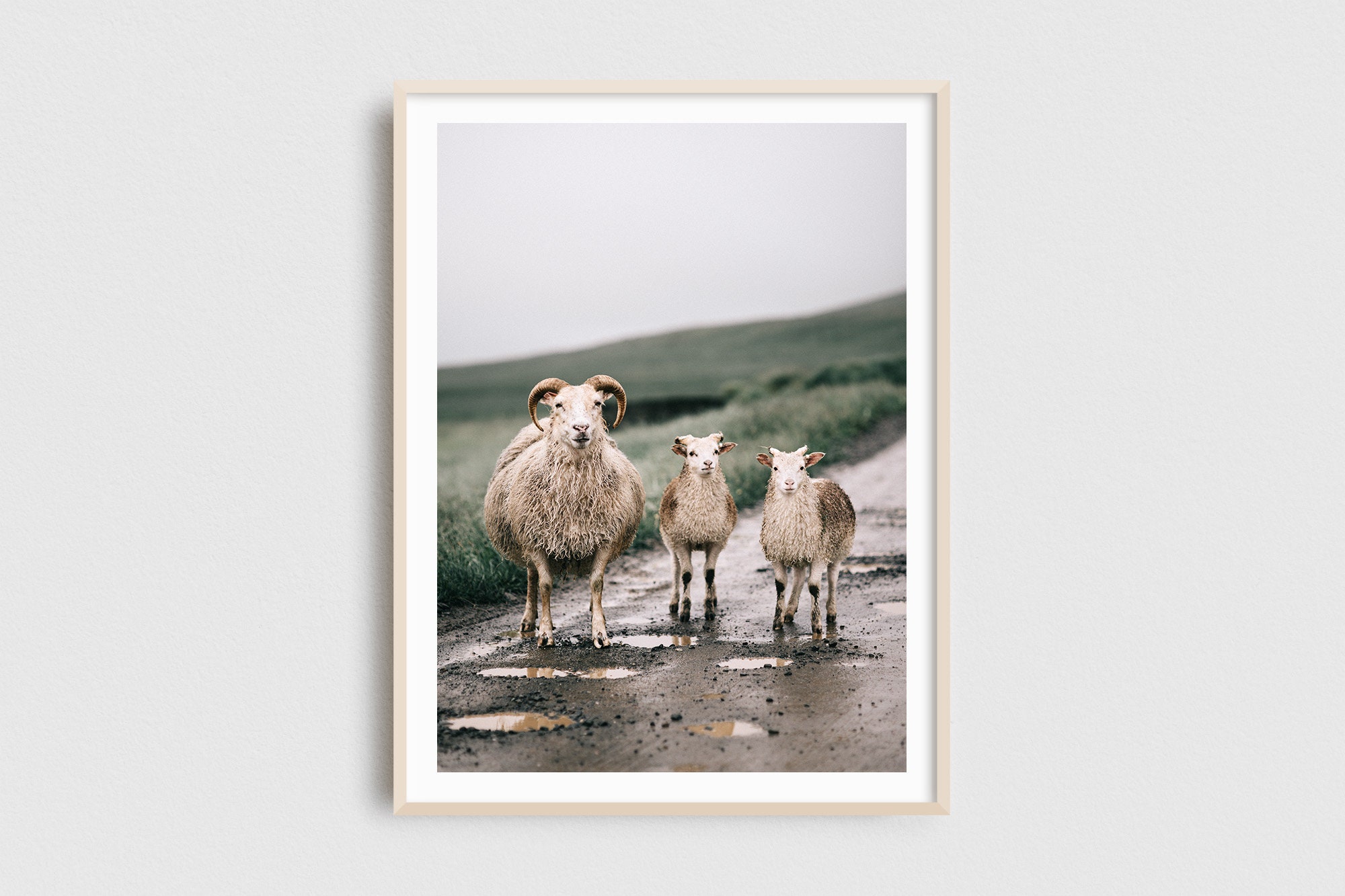Modern Farmhouse Extra Large Wall Art Icelandic Sheep Fine Etsy