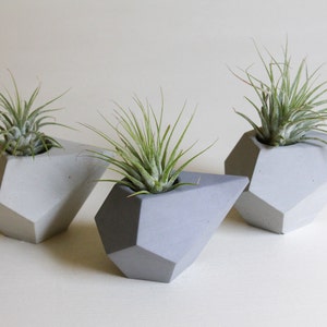 May include: Three geometric concrete planters in gray and white, each holding a small air plant. The planters are shaped like diamonds with sharp edges.