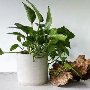 May include: A potted green plant with long, trailing leaves in a light gray concrete planter. The plant is sitting on a white marble surface next to a piece of driftwood.