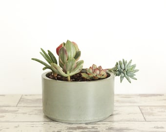Grote ronde betonnen plantenbak-betonkom-catchallkom-sappig-bonsai-cactussen plantenbak-lavendel groen grijs