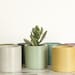 see more listings in the Plantadores section