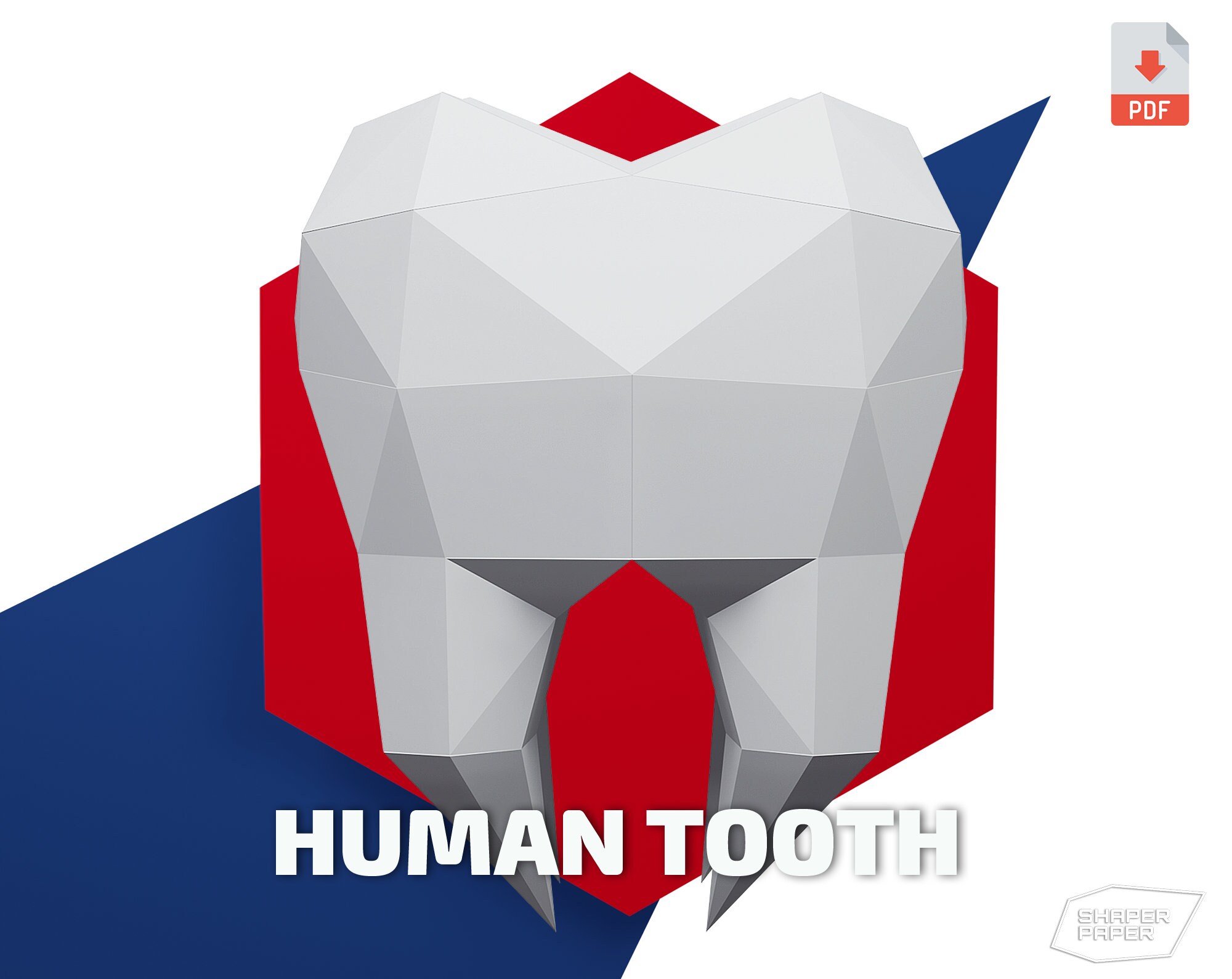 Papercraft 3D Tooth template Halloween decor low poly paper | Etsy