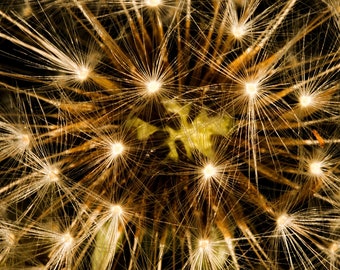 Dandelion Fireworks greetings, card, birthday, gift, present, natural world
