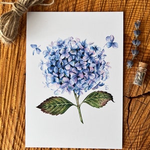 Carte postale avec hortensia, impression, illustration