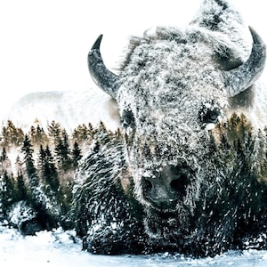Bison Buffalo Canvas Print, Beautiful Wall Décor, Signature Wildlife and Landscape Art on Canvas by Travis Glasgow