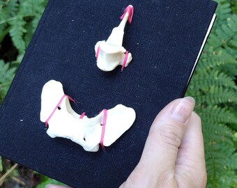 Animal Skeleton Journal, Oddities and Curiosities Gifts for Samhain, Witchy Spellbook