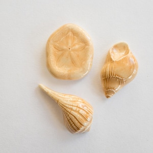 May include: Three seashells in varying shapes and sizes, arranged on a white surface. The shells are primarily beige and tan, with detailed textures and patterns. One is a sand dollar, another is a spiral shell, and the third is a conch-like shell.