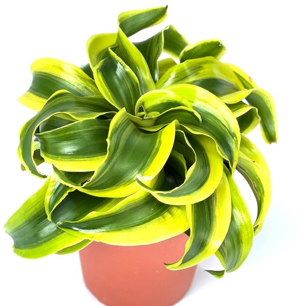 Pacific Tropicals and Succulents- Dracaena Fragrans Twister-Live indoor plant-ships in 4inch grow pot