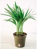 Pacific Tropicals and Succulents -Areca Butterfly Palm -Live Indoor Plant-Ships in 4 inch Grow Pot 