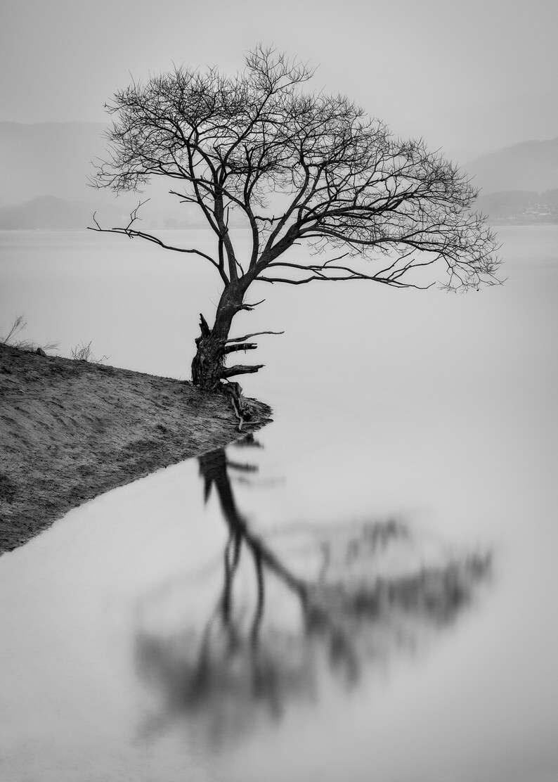 Tree Reflection Korea Lake Black and White Landscape | Etsy