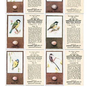 Print & Post - Cartes postales oiseaux et œufs - 7 pages