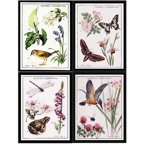 Nature Cigarette Cards Digital Download - Players Cigarette Cards - Junk Journal Printable - 7 Pages