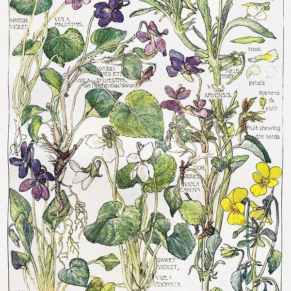 Junk Journal Printable - Wild Flowers of the British Isles Isabel Adams 1907 Book Page Digital Download - 22 Full Pages