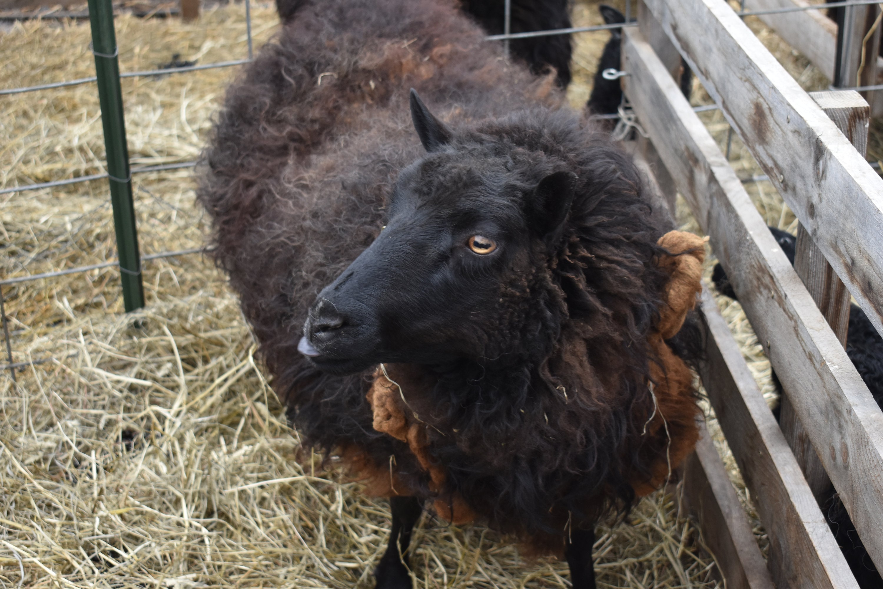 DIY Lambing Jug Plans Etsy