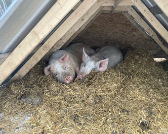 Building Plans: Pig A Frame Shelter