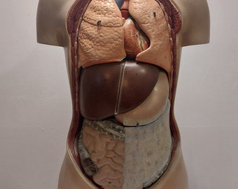 Oud anatomie model