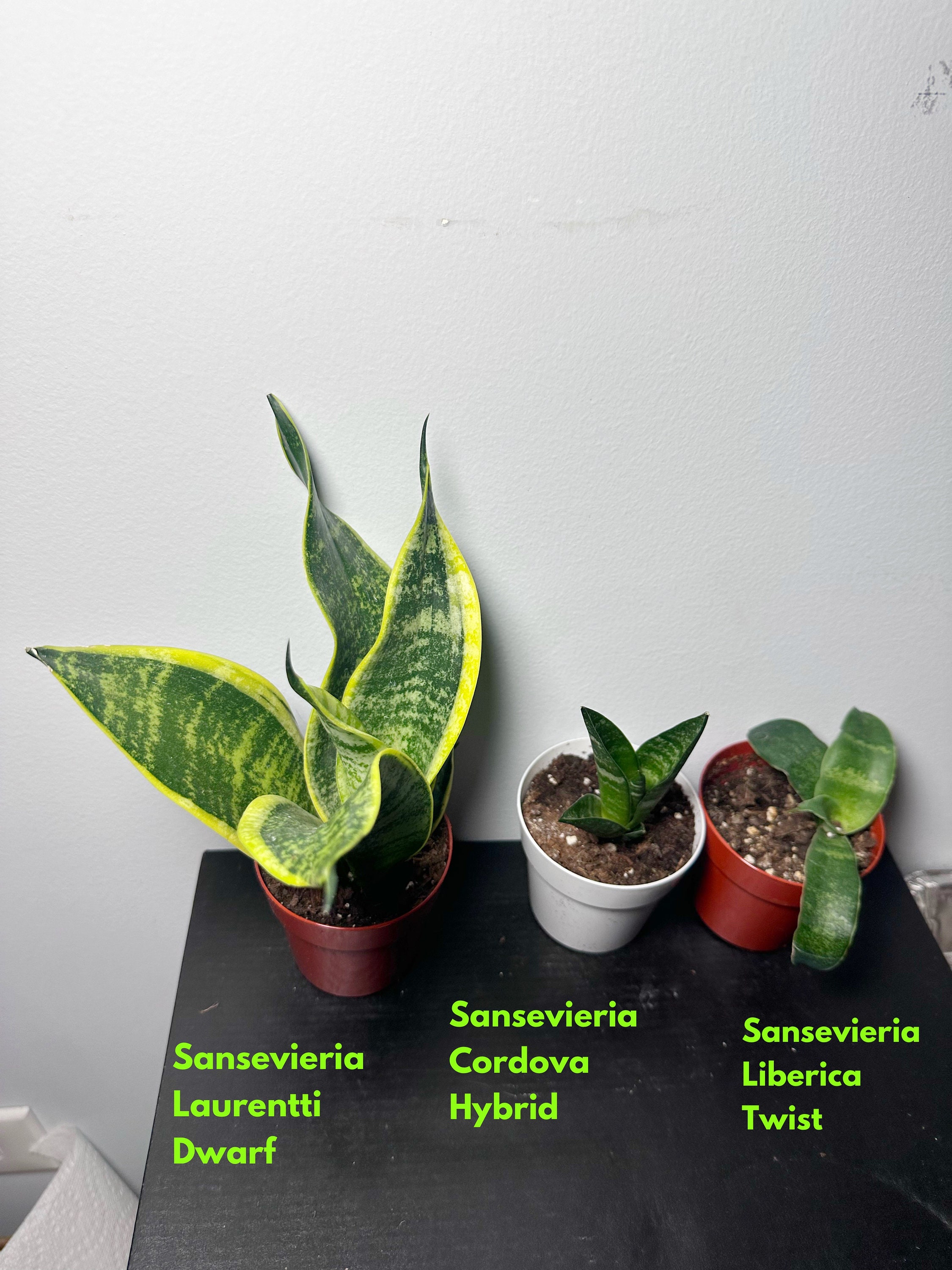 Sansevieria Liberica Twist , Cordova Hybrid & Laurentti - Bundle - Etsy  India