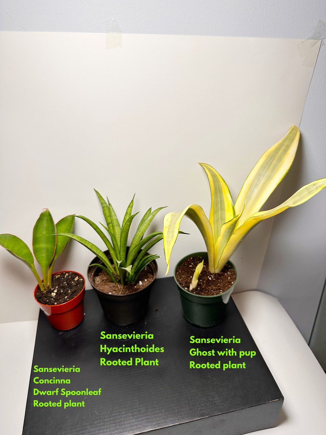 Sansevieria Concinna Spoon Leaf Ghost & Hyacinthoides Etsy