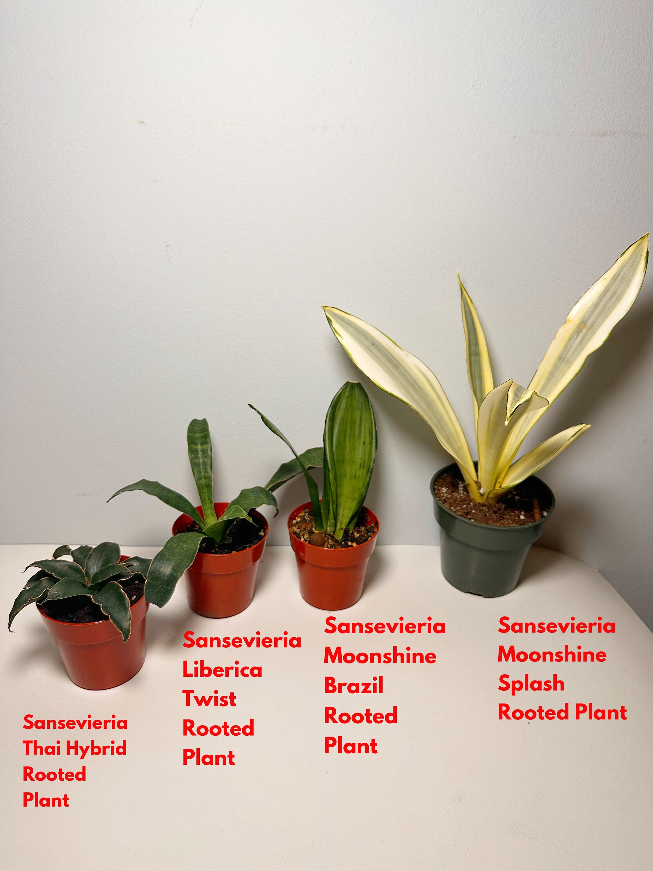 斑入り】Sansevieria Moonshine Splash サンスベリア ムーン