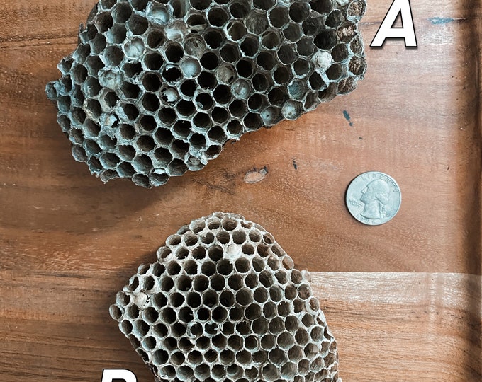Large Paper Wasp Nests Oddities & Curiosities Etsy