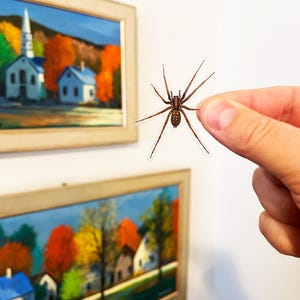 Puede incluir: Una pegatina de ara&ntilde;a marr&oacute;n con ocho patas, sostenida en una mano contra una pared blanca con dos cuadros enmarcados de paisajes oto&ntilde;ales.