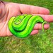 GREEN TREE PYTHON Sticker Pack Cute Snake Stickers: Clear, Holo, Vinyl ...