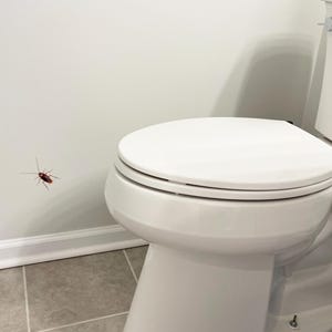 Puede incluir: Un inodoro blanco con la tapa cerrada en un ba&ntilde;o. El inodoro est&aacute; contra una pared blanca con una peque&ntilde;a cucaracha marr&oacute;n en la pared.