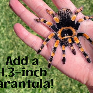 Puede incluir: Una tar&aacute;ntula negra y naranja de 4,3 pulgadas en la mano de una persona. &iexcl;A&ntilde;ade una tar&aacute;ntula de 4,3 pulgadas!