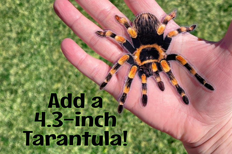 Puede incluir: Una tar&aacute;ntula negra y naranja de 4,3 pulgadas en la mano de una persona. &iexcl;A&ntilde;ade una tar&aacute;ntula de 4,3 pulgadas!