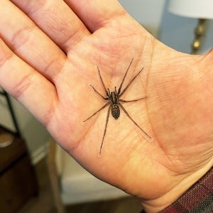 Puede incluir: Una ara&ntilde;a marr&oacute;n con patas largas se sostiene en la palma de una mano.