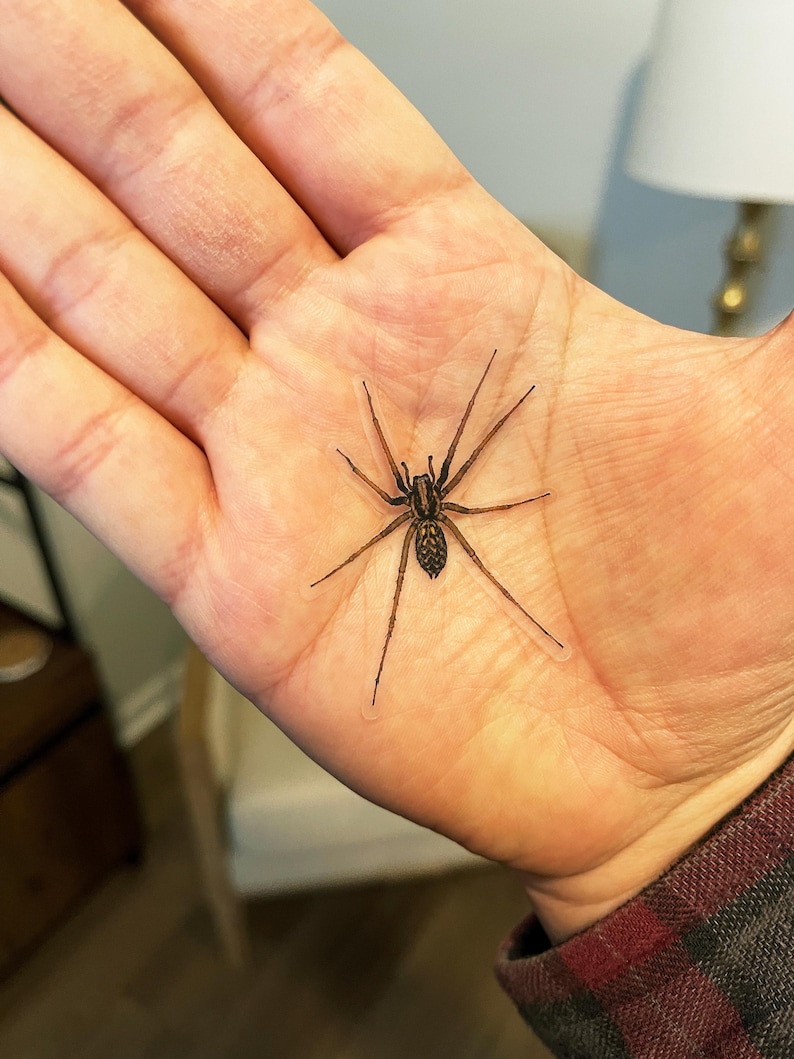 Puede incluir: Una ara&ntilde;a marr&oacute;n con patas largas se sostiene en la palma de una mano.