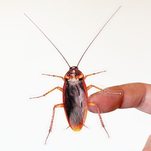 Puede incluir: Primer plano de una cucaracha marr&oacute;n y negra con antenas largas. La cucaracha est&aacute; sobre un fondo blanco.