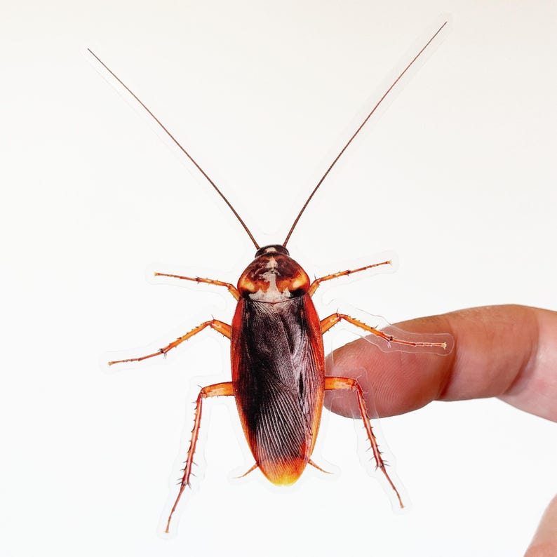 Puede incluir: Primer plano de una cucaracha marr&oacute;n y negra con antenas largas. La cucaracha est&aacute; sobre un fondo blanco.