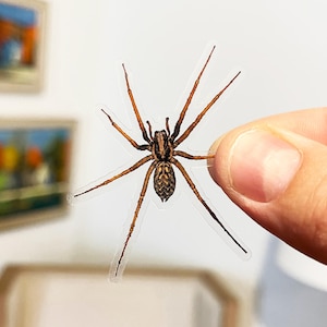 Puede incluir: Una ara&ntilde;a marr&oacute;n y negra con patas largas sobre un fondo transparente.