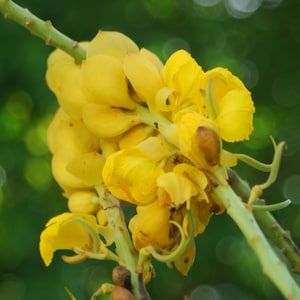 Florida CANDLESTICK CASSIA Seeds * Florida Eco-type * Cassia alata * Attractive Nectar *Host Plant for all sulphur species
